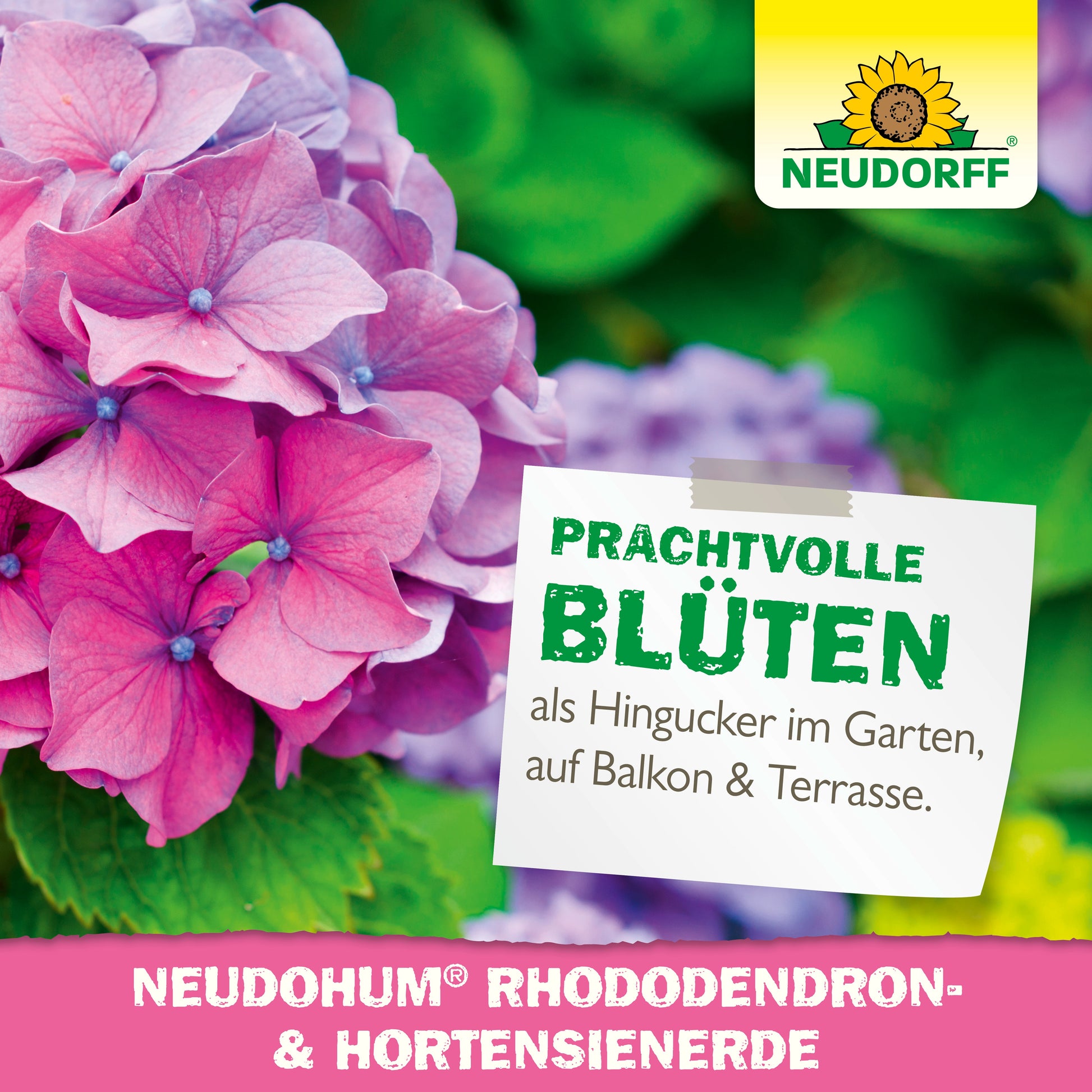 Nahaufnahme von rosafarbenen und violetten Hortensien mit einem Etikett, das "prachtvolle Blüten" anpreist und für Neudorff Shop's NeudoHum Rhododendron & Hortensien Erde für Gärten, Balkone und Terrassen wirbt.