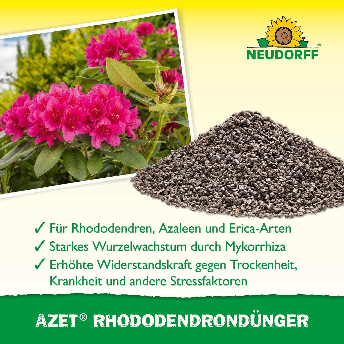 En stak Azet RhododendronGødning fra Neudorff Shop ligger ved siden af en blomstrende lyserød rhododendron. Teksten nedenunder beskriver fordelene ved rhododendron, azalea og erica. Øverst ses Neudorff-logoet.
