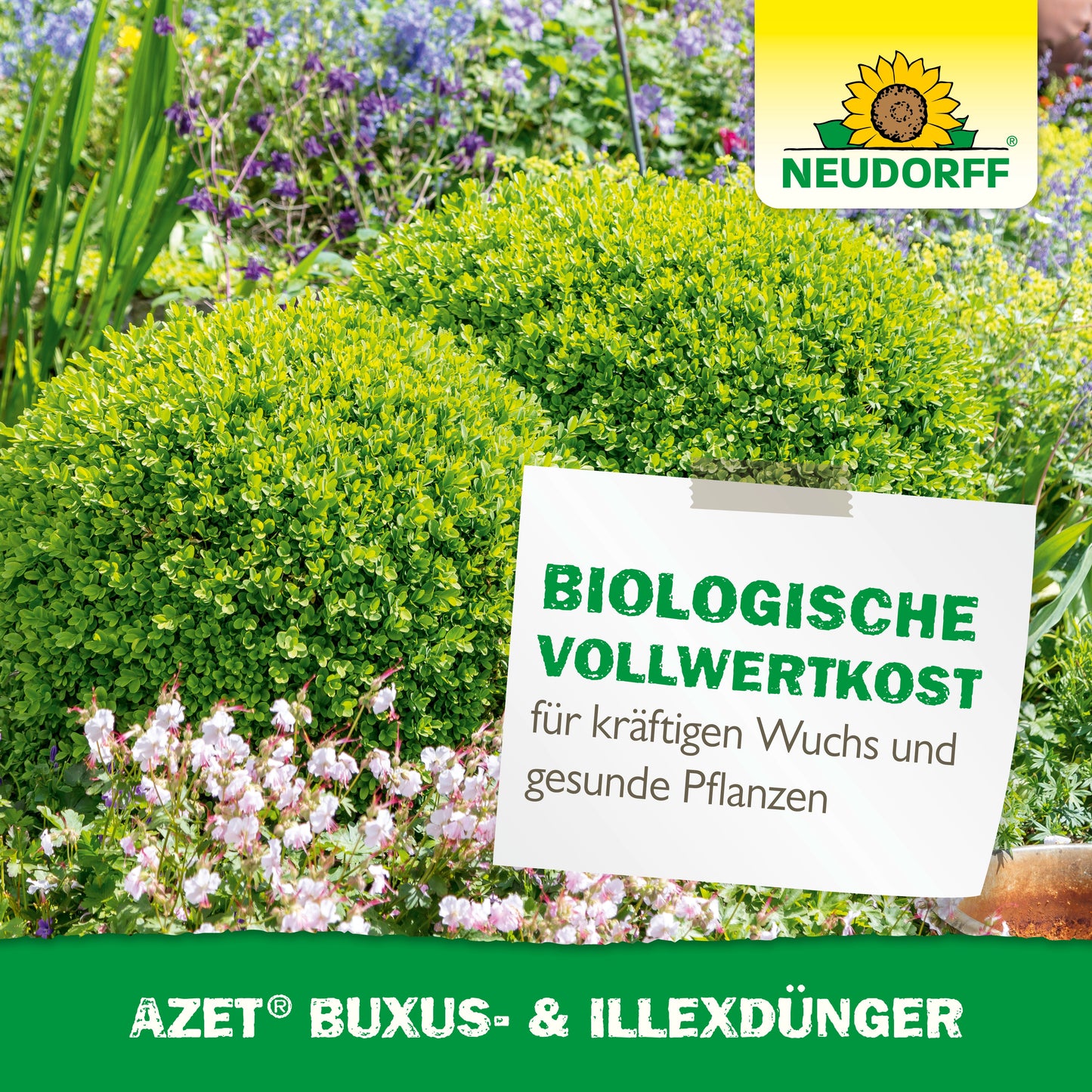 In einem üppigen Garten stehen zwei beschnittene Buchsbäume inmitten lila und rosa Blüten. Auf einem Schild steht: "Biologische Vollwertkost für kräftigen Wuchs & gesunde Pflanzen". Neudorff Shop Azet Buxus- & IlexDünger unterstützt gesunde Ilexe. Neudorff-Logo oben rechts.