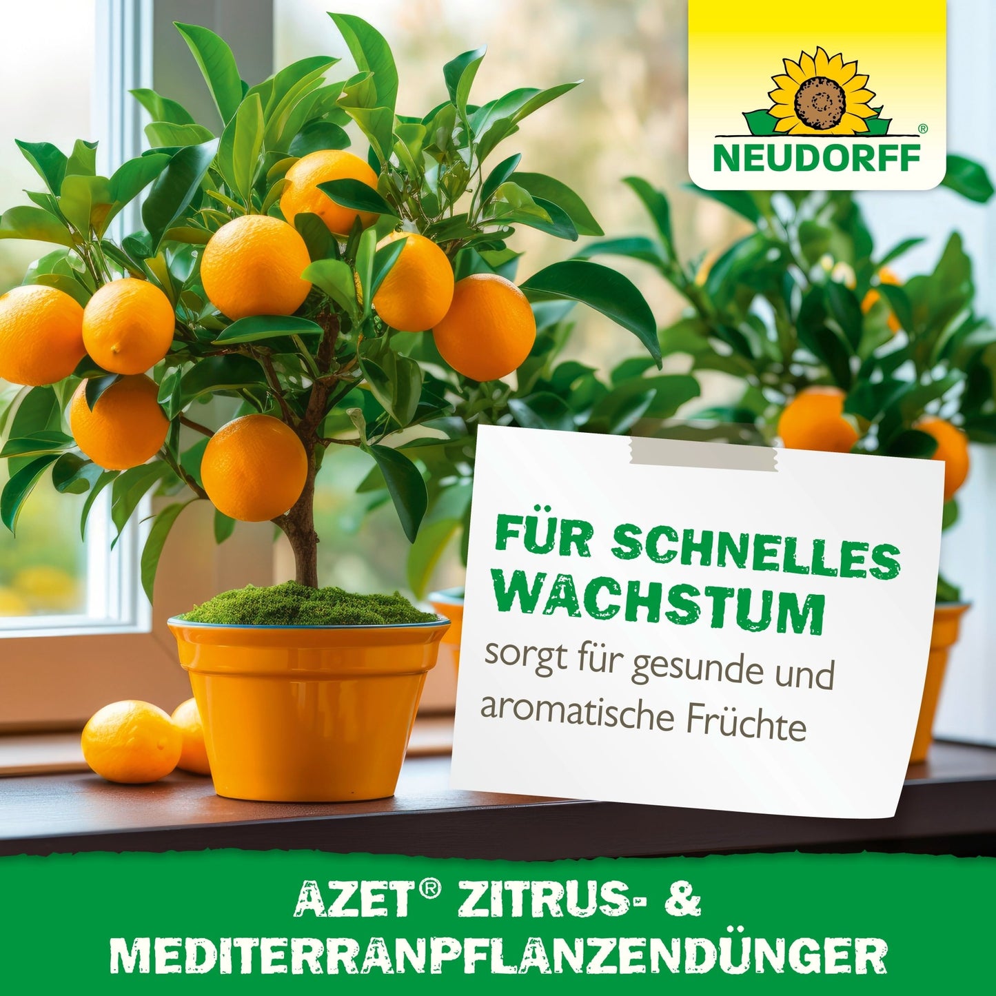 To potte-appelsintræer med modne frugter står på en vindueskarm. Et skilt på tysk reklamerer for "hurtig vækst" og "aromatiske frugter" hos middelhavsplanter i krukker med Azet Citrus- & MiddelhavsplanterGødning fra Neudorff Shop.