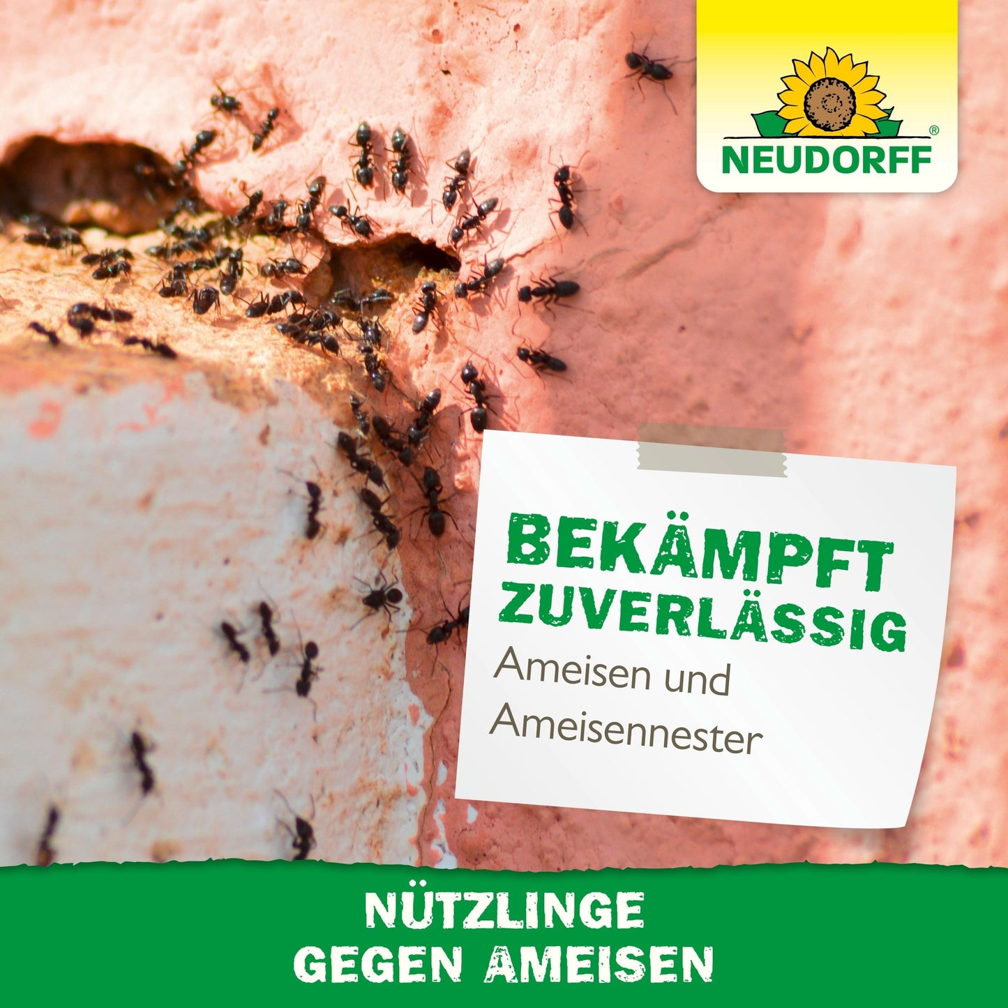 Nyttige insekter mod myrer